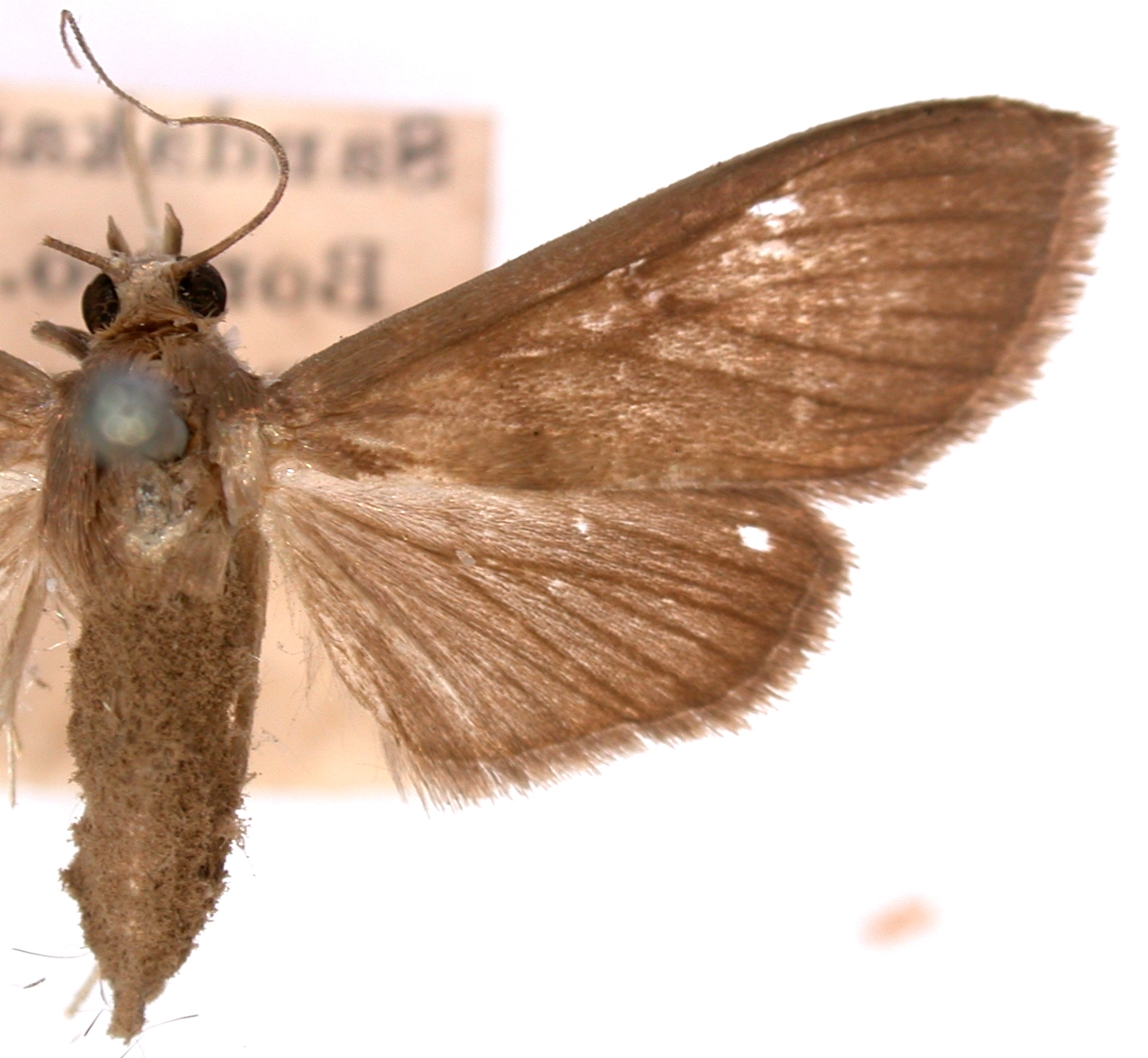 Cirrhochrista holophaealis [Partim] Hampson
